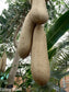 Kigelia Africana - Sausage Tree Fruit