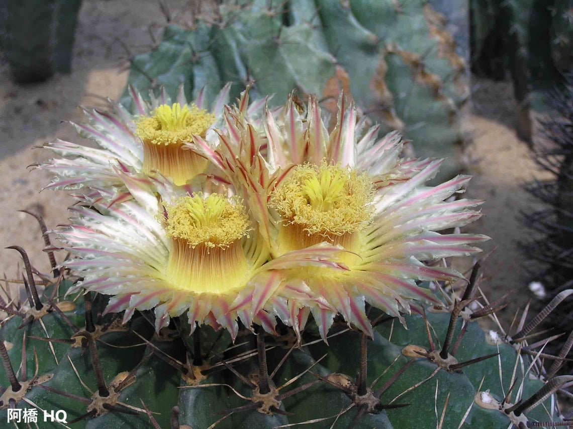 Ferocactus Horridus - Barrel-Shaped Cactus - 10 Seeds