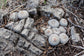 Epithelantha Micromeris - Button Cactus - Globe Shaped - 10 Seeds