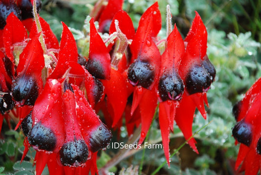Swainsona Formosa - Sturt's Desert Pea - Red Leaf