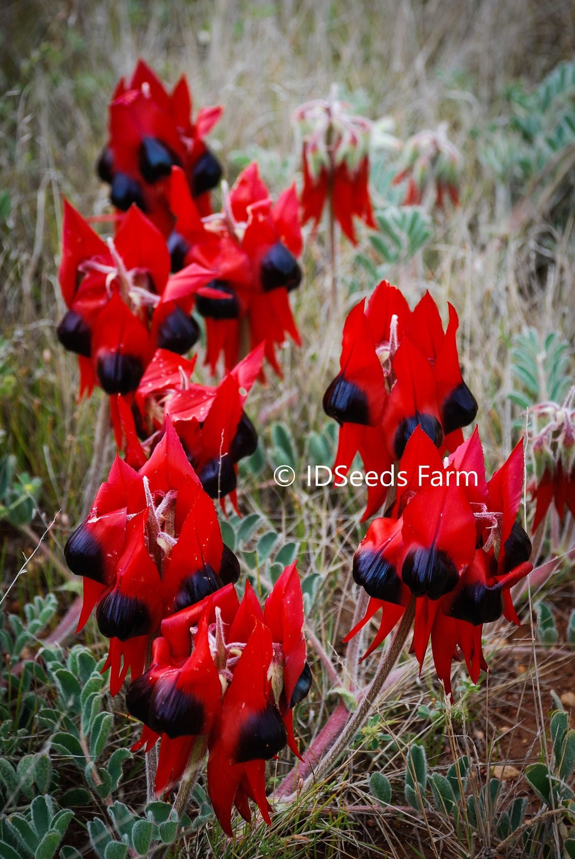 Swainsona Formosa - Sturt's Desert Pea - Blood-Red Leaf - Limited - 5 Seeds