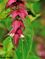 Leycesteria Formosa - 50+ Seeds - Himalayan Honeysuckle - Flowering Nutmeg Pheasant Berry