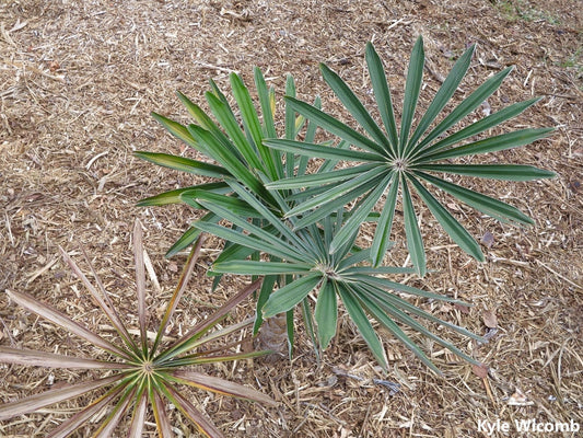 Coccothrinax Moaensis – Pinwheel Silver Palm - Eastern Palm (Do país da UE) - 5 Sementes