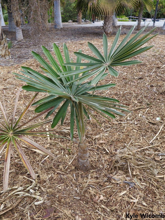 Coccothrinax Moaensis – Pinwheel Silver Palm - Eastern Palm (Do país da UE) - 5 Sementes