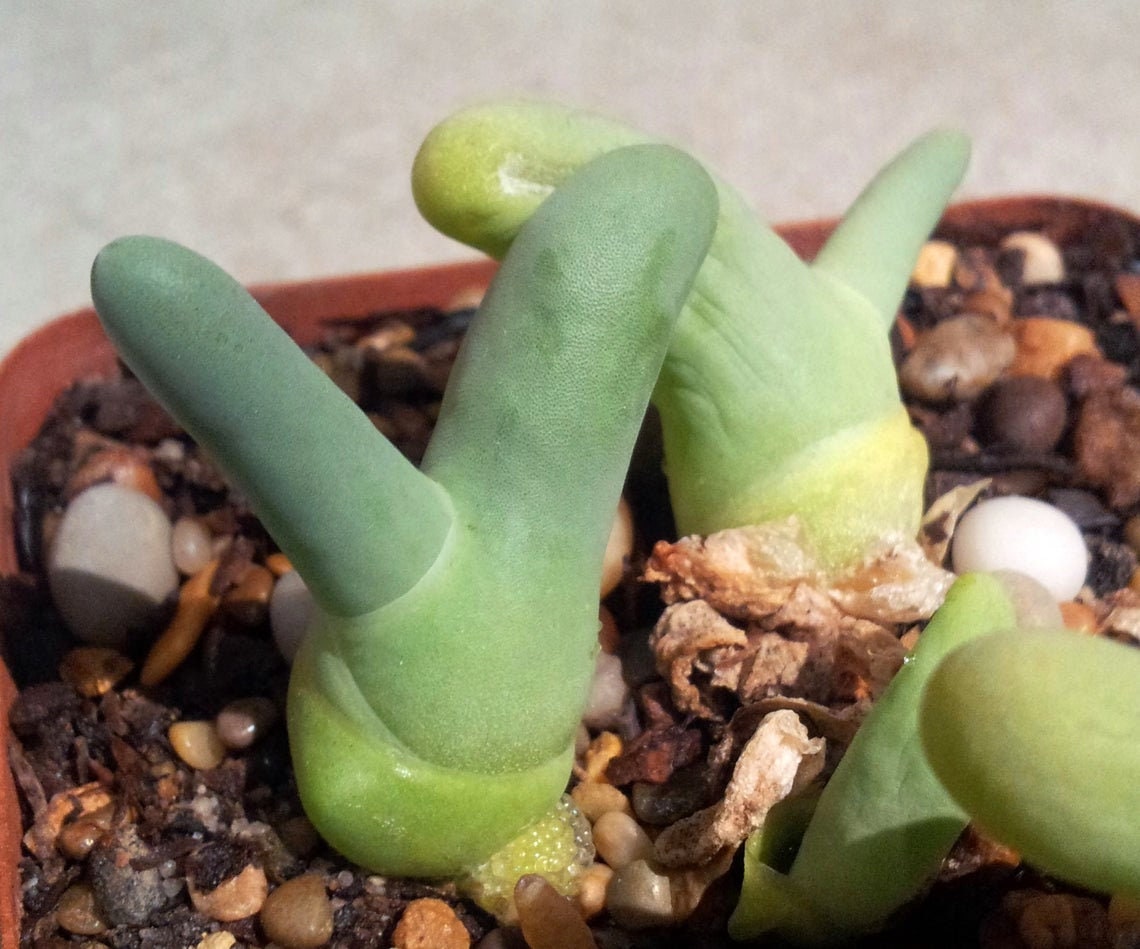 Dactylopsis Digitata - 25 Seeds - Fingers Cactus - Rare