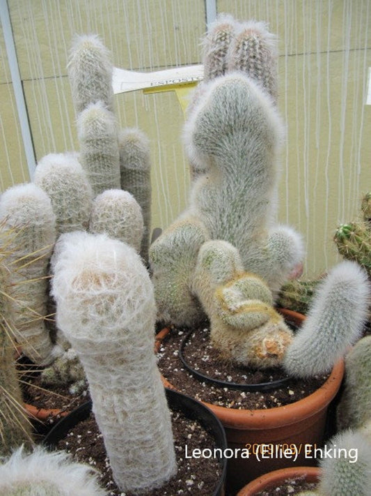 Espostoa Lanata - Cactus Old Man - Cotton Ball - Snowball Cactus - 25 semi