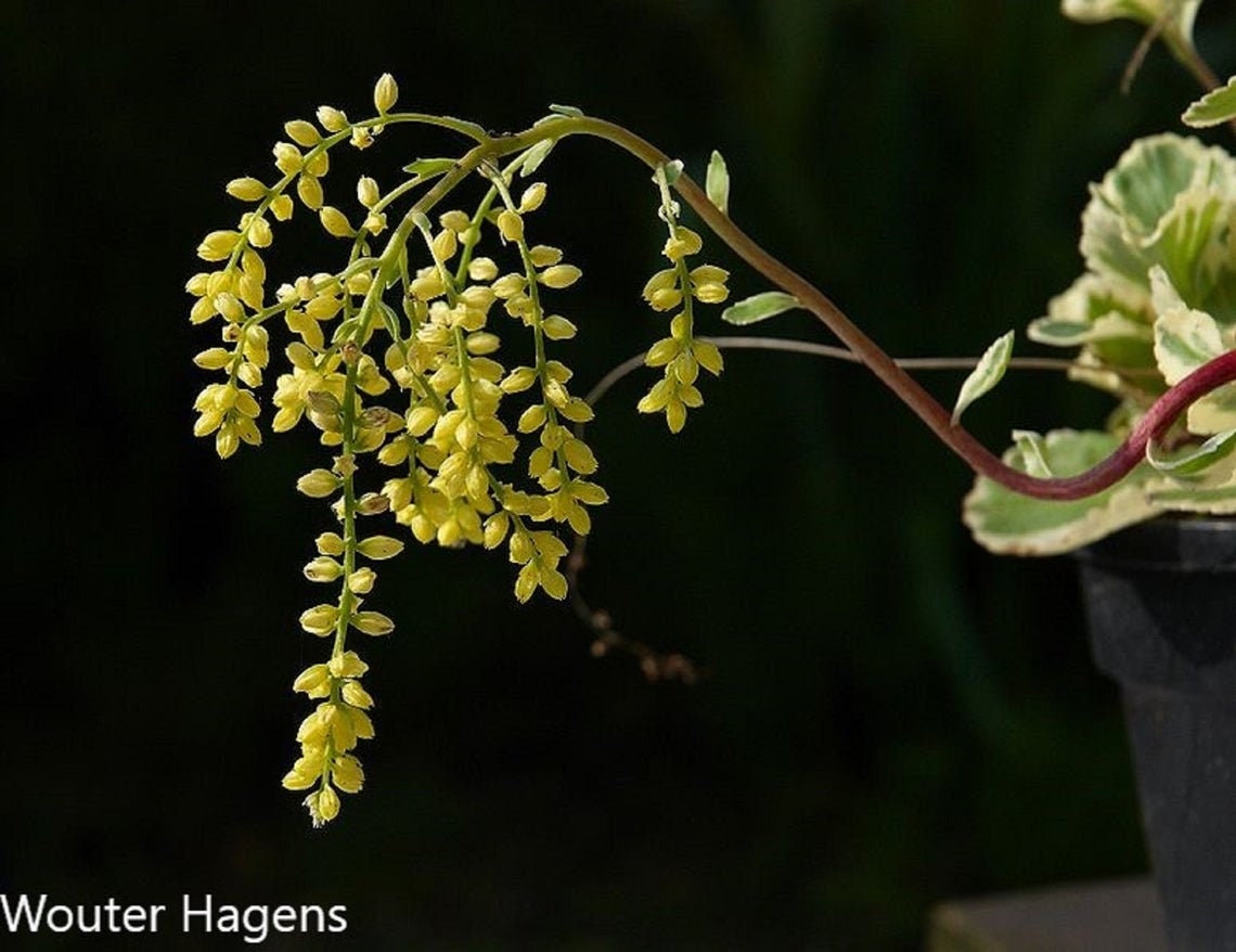 Umbilicus Chiastophyllum Oppositifolius - Rabo de Cordeiro - Suculenta Gota de Ouro - 20 Sementes