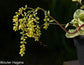 Umbilicus ChiastophyllumOppositifolius-子羊のしっぽ-多肉植物のゴールドドロップ-20シード