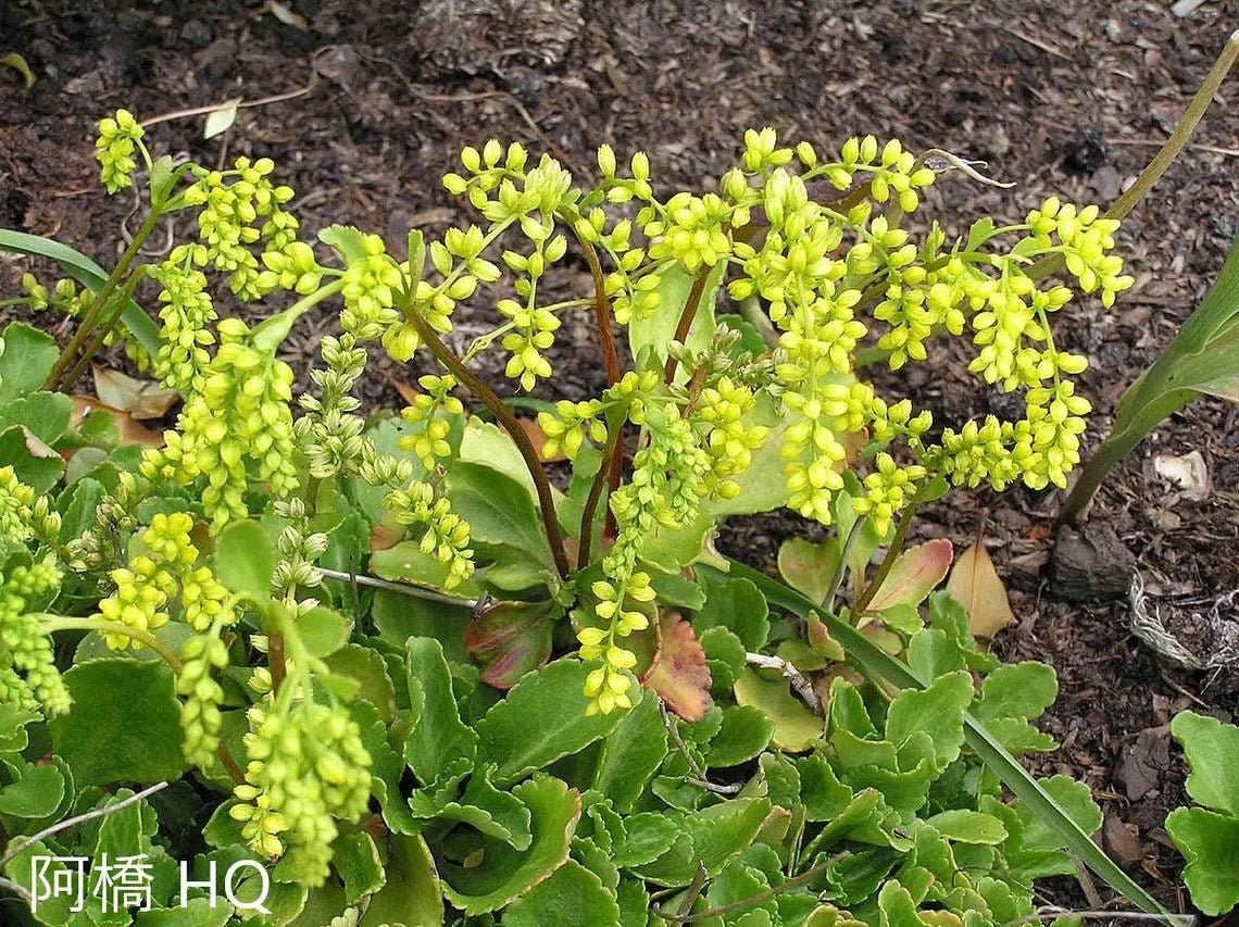 Umbilicus Chiastophyllum Oppositifolius - Rabo de Cordeiro - Suculenta Gota de Ouro - 20 Sementes