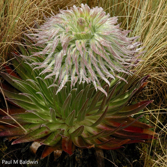 Lobelia Telekii - Cactus peloso - Lobelia della zona alpina - Raro - 10 semi