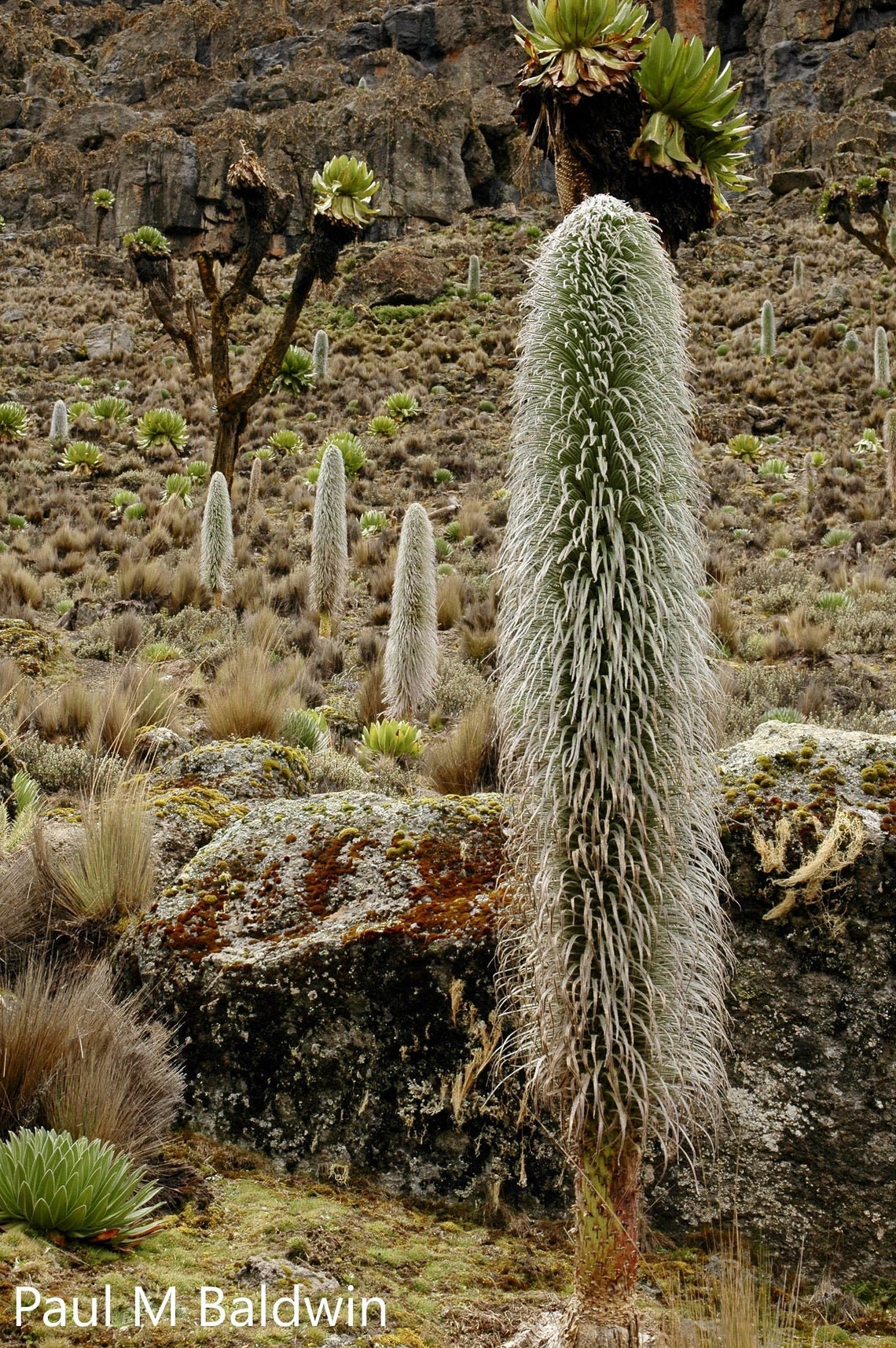 Lobelia Telekii - Hairy Man Cactus - Alpine Zone Lobelia - Rare - 10 Seeds