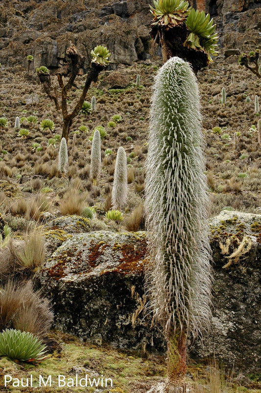 Lobelia Telekii - Cactus peloso - Lobelia della zona alpina - Raro - 10 semi