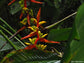 Heliconia Impudica - Ecuador Rainforests Heliconia - Raro - 5 semi