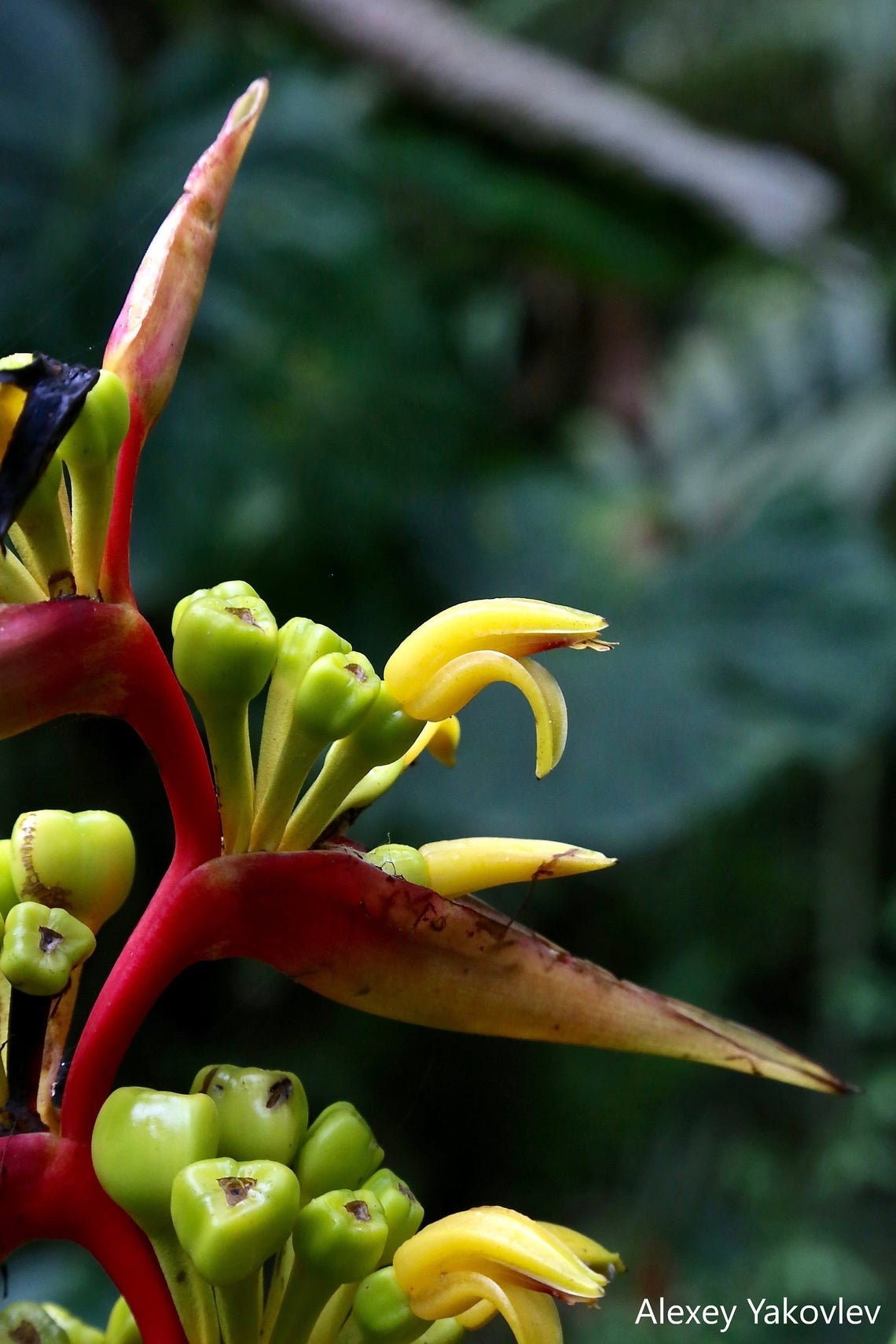 Heliconia Impudica - Equador Florestas Tropicais Heliconia - Raro - 5 Sementes