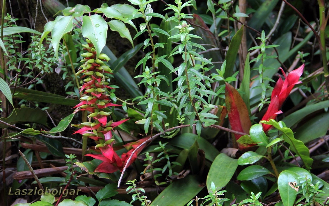 Werauhia Ororiensis - Beautiful Large Bromeliad - 5 Seeds