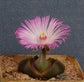 Didymaotus Lapidiformis -Pink Flower - 20 seeds
