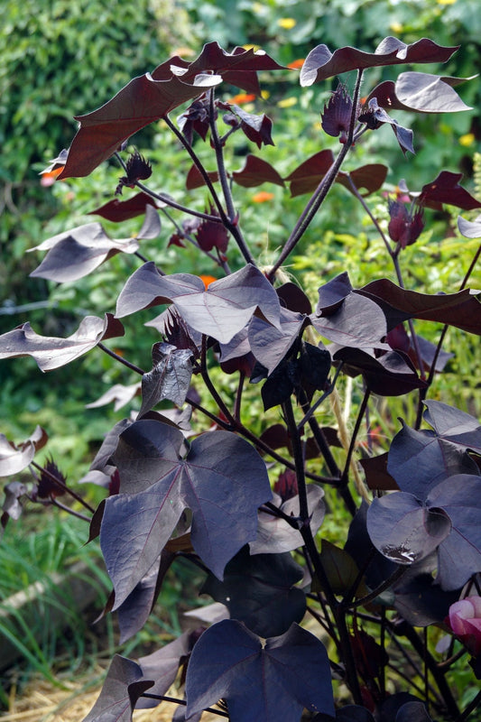 Gossypium Herbaceum Nigrum - Cotone a foglie nere - Raro - 5 semi