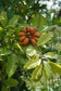 Uvaria Chamae - Bush Banana - Finger Root - Medical Plant - 4 Seeds - RARE