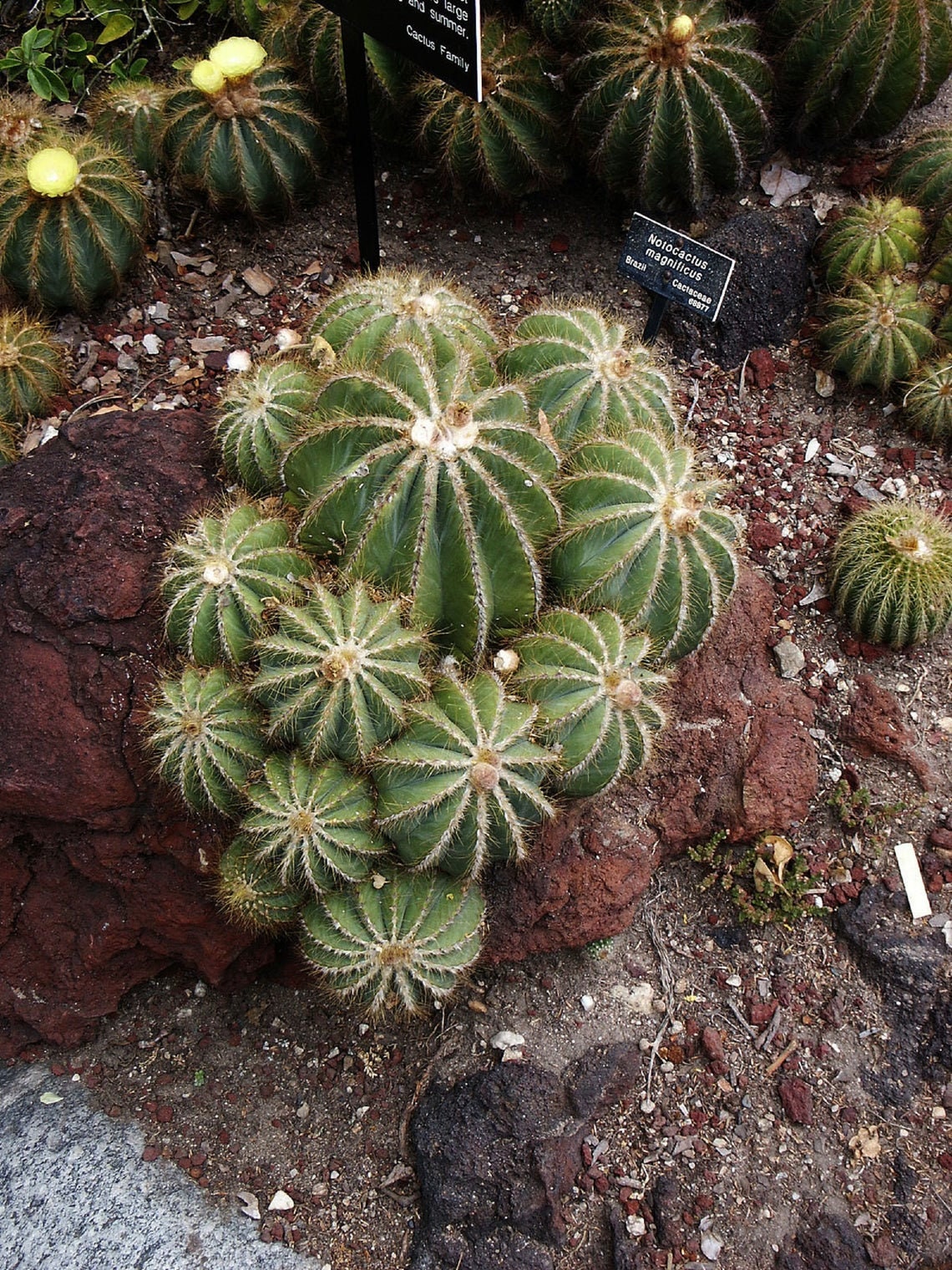 Notocactus Magnificus - Balloon Cactus - Parodia Magnifica - 50 Seeds