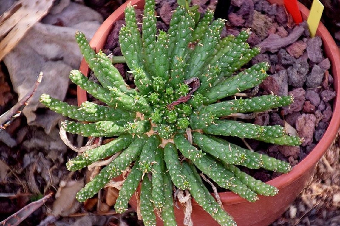 Euphorbia inermis - Steli a spirale - Cactus raro - 10 semi