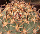 Eriosyce Ceratistes - Cactus a spina nera - 20 semi