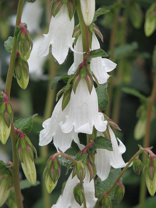 Campanula Alliarifolia - Sinos Caídos Brancos - 10 Sementes