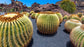 Echinocactus Grusonii - Golden Barrel Cactus - 50 Fresh Seeds