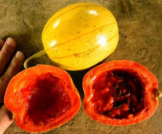 CionosicyosMacranthus-パナマパッションフルーツ-つる性登山-レア-5種子