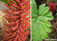 Gunnera Insignis - Poor Man's Parasol - Giant Leaves - Striking Garden Plant - 5 Seeds  - Rare
