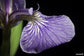 Iris Setosa - The Bristle-Pointed Iris - Violet - Blue - Arctic Flower - 10 Seeds