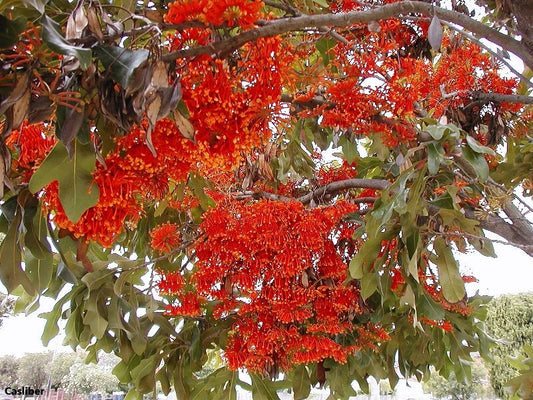 Stenocarpus Sinuatus - L'albero spettacolare della ruota di fuoco - 5 semi * RARO