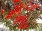Stenocarpus Sinuatus - The Firewheel Spectacular Tree  - 5 Seeds * RARE
