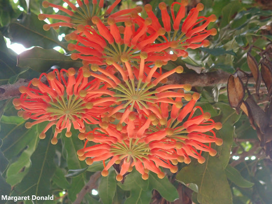 Stenocarpus Sinuatus - The Firewheel Spectacular Tree  - 5 Seeds * RARE