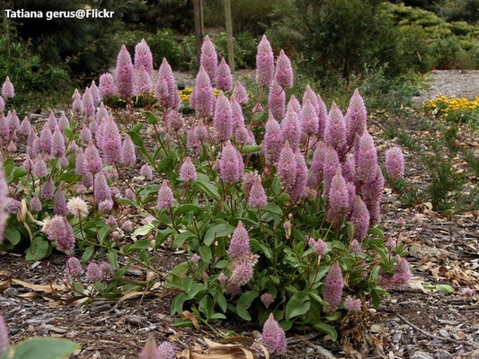 Ptilotus Exaltatus - Pink Mulla Mulla - Australia Herb - 10 semi