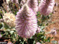 Ptilotus Exaltatus - Pink Mulla Mulla - Australia Herb - 10 Seeds