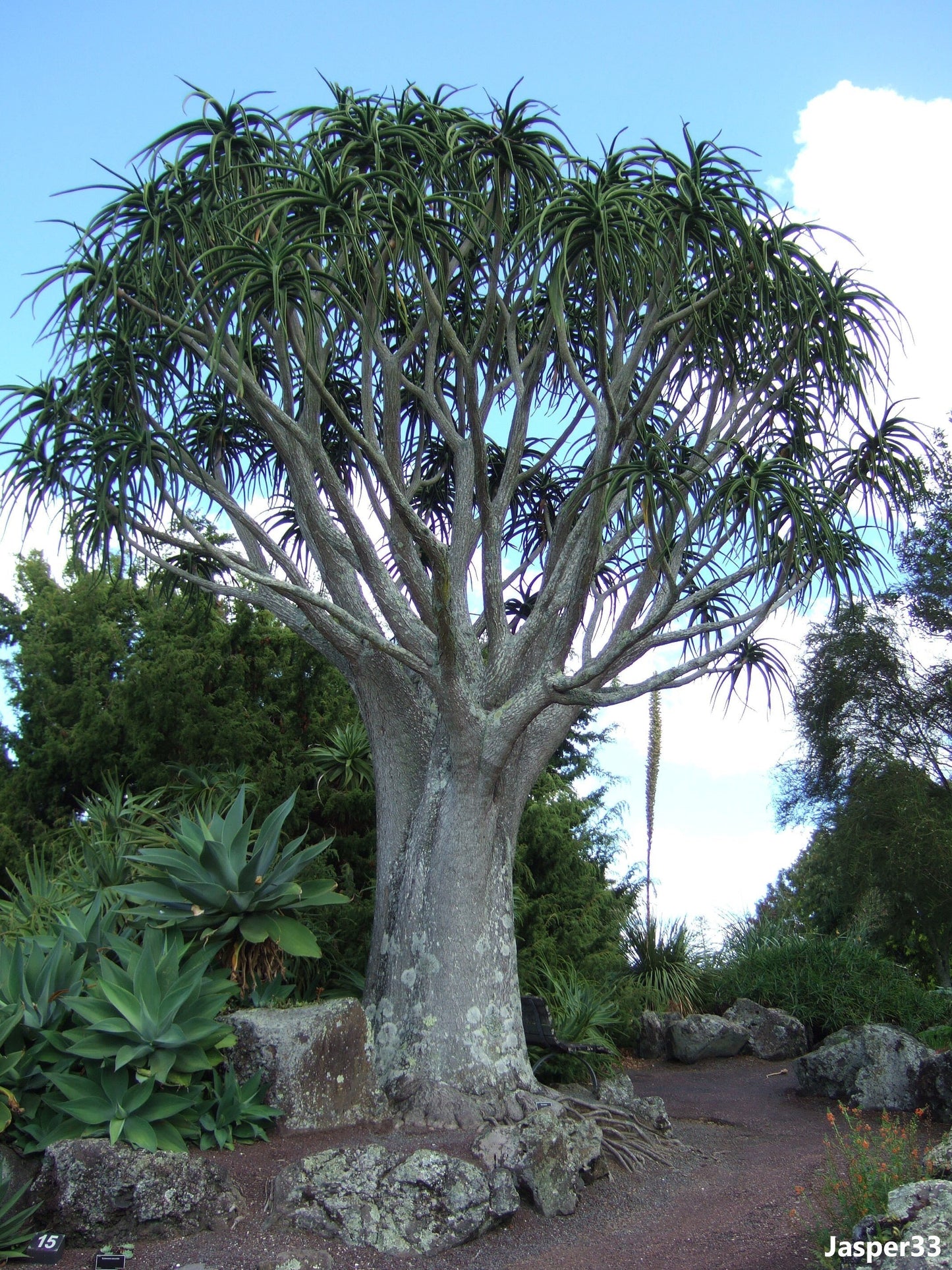 Aloe Barberae - Aloidendron Barberae - Tree Aloe - Succulent Plant - 10 Seeds Rare