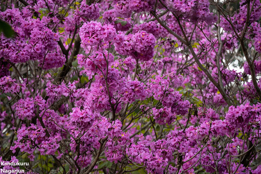 タベブイアロゼア-ピンクポウイ-バラ色のトランペットツリー-ローブルデサバナ-5シード