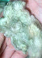 Gossypium Herbaceum - Green Cotton - 5 Seeds