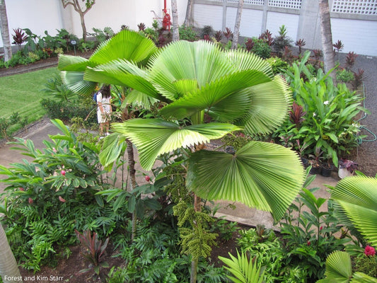 Licuala Grandis - The Ruffled Fan Palm - Vanuatu Palas Fan Palm - 5 Seeds