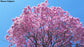 Handroanthus Impetiginosus - Pink Flowers Trumpet Ornamental Tree - Lapacho / Taheebo - 5 Seeds