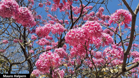 Handroanthus Impetiginosus - Flores Rosa Trombeta Árvore Ornamental - Lapacho / Taheebo - 5 Sementes