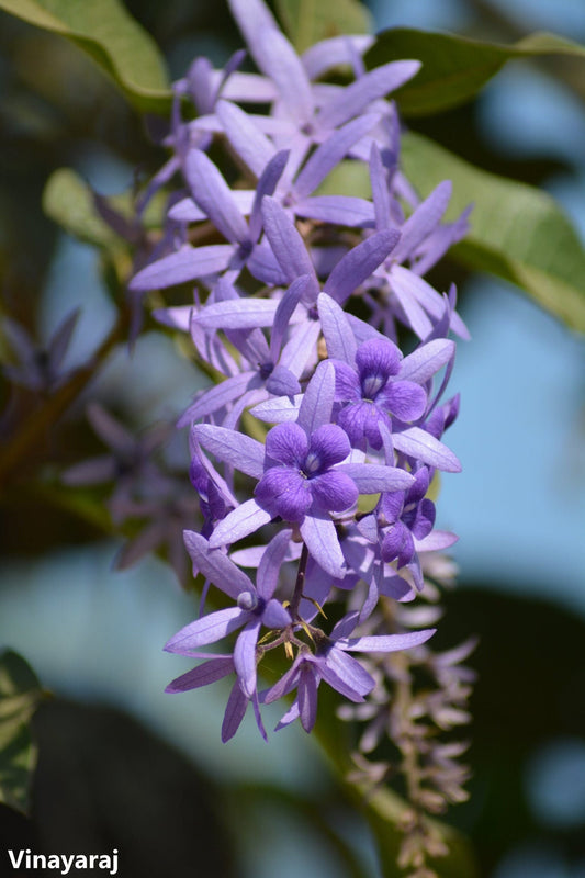 Petrea Volubilis-紫の花輪-女王の花輪-サンドペーパー開花つる-20種子