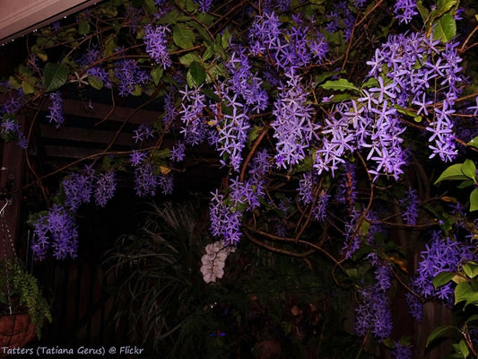 Petrea Volubilis - Corona viola - Corona della regina - Vite fiorita di carta vetrata - 20 semi