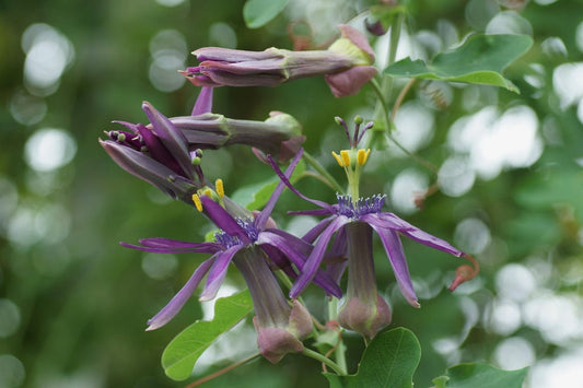Passiflora umbilicata - Beautiful Passion Vines Fruit - Purple Climber - 5 semi
