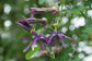 Passiflora umbilicata - Maravilhoso Maracujá Frutos - Escalador Roxo - 5 Sementes