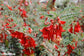 Lessertia montana - Bico de Papagaio - Mountain Cancer Bush - Raro e Incomum - 3 Sementes - Limitado