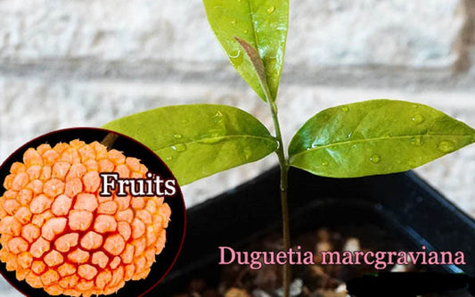 Duguetia marcgraviana - Wild Duguetia - Ultra Rare Tropical Fruit - 1 Seed