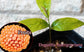 Duguetia marcgraviana - Duguetia selvatica - Frutto tropicale ultra raro - 1 seme