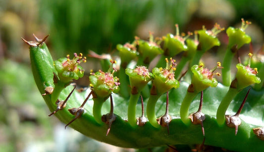 EuphorbiaStellata-ユニークなクラゲの頭多肉植物-珍しい-3シード
