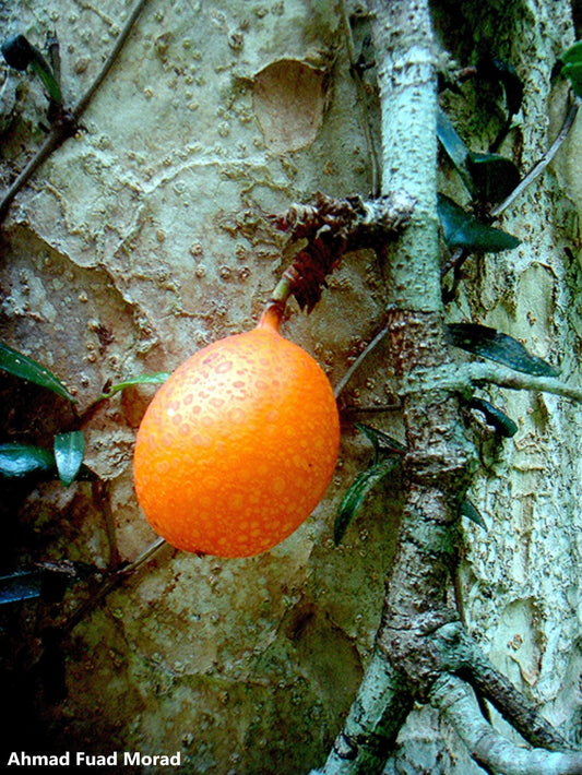 Ficus Punctata - Liana rampicante Spettacolare frutta arancione maculata - 10 semi * RARO